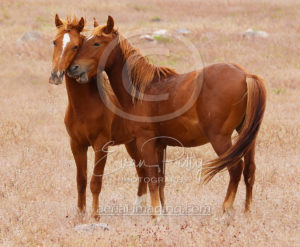 Wild Nevada Horses TRIC