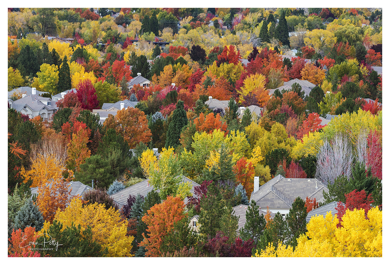 Colorful Trees Reno, NV | Aerial Photography & Drone Services