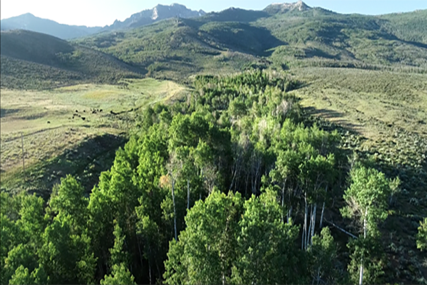 Drone Elko Aerial View with Trees