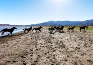 Wild Horses Running Nevada