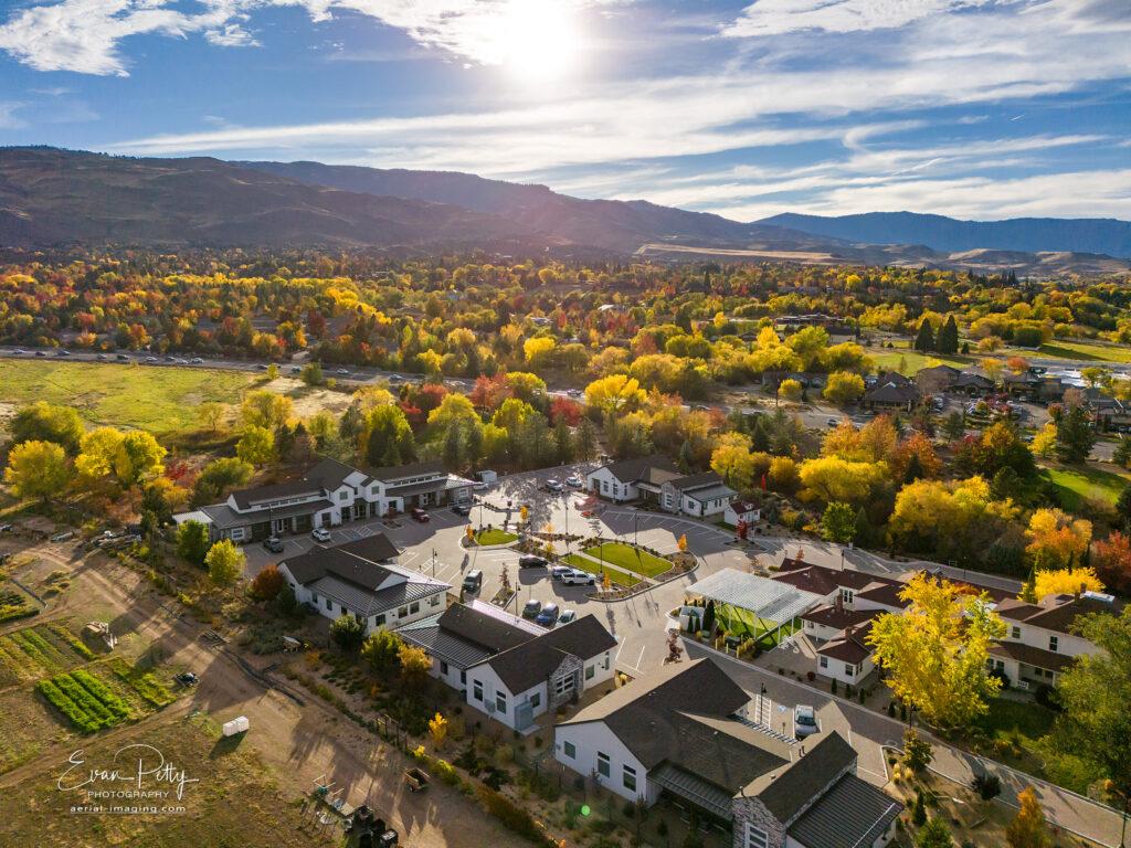 Trees at the Peak of Autumn