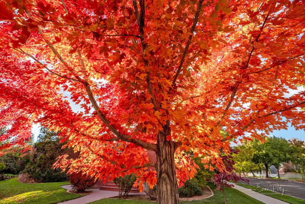 Gorgeous Red Tree for real estate photography