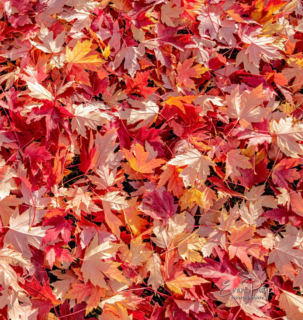 Gorgeous Red Leaves for real estate photography