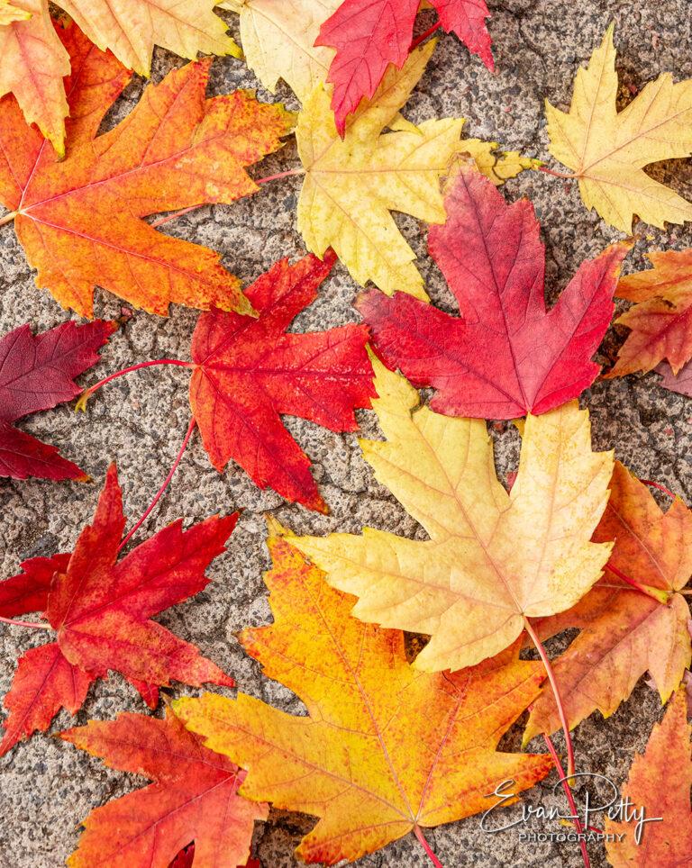 Tree leaf photographer for real estate in Reno, NV