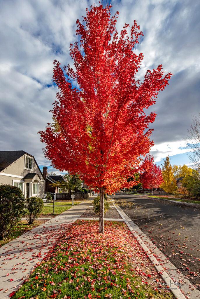 Red Tree for real estate photography