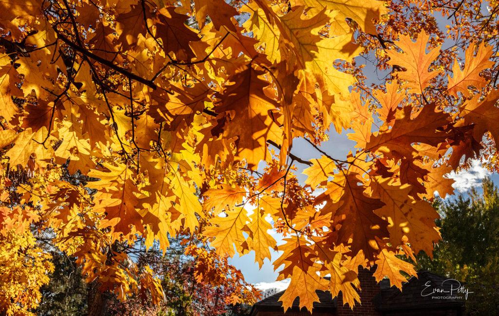 sunlight through oak leaves for real estate photography