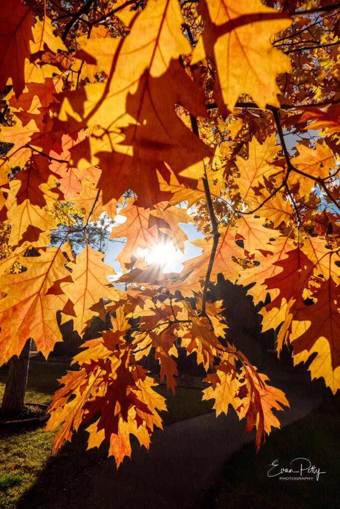 sunlight through oak leaves for real estate photography