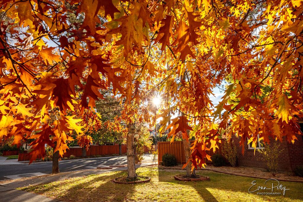 oak trees for real estate photography