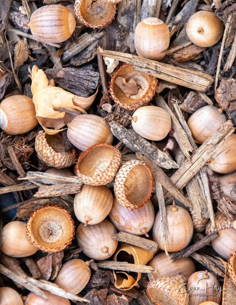 acorns from trees for real estate photography