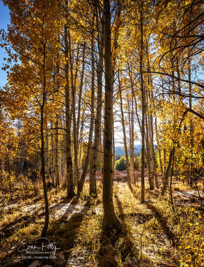 Photography in trees near Lake Tahoe