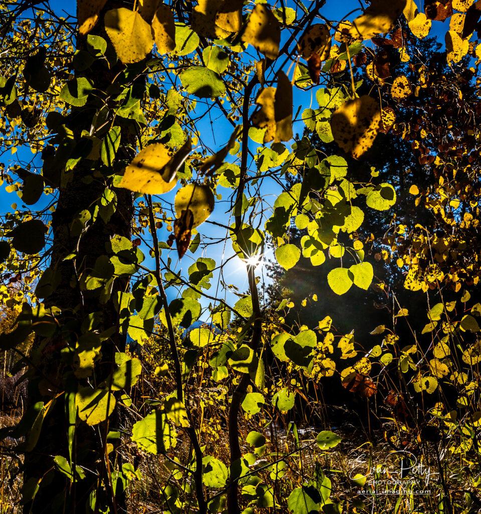 Aspen leaves in sunlight