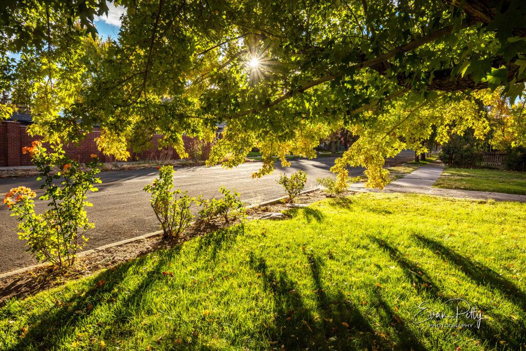 neighborhood tree for real estate photography
